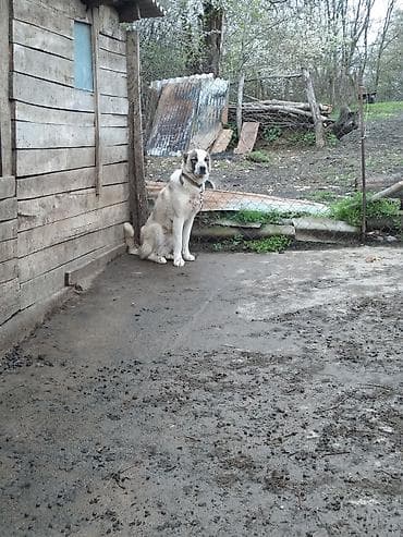 mavi rus pişiyi: Peyvəndli — 1