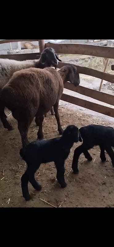 пудель в добрые руки: Məhsul: Qoyun sürüsü – ana qoyunlar və quzular Təsvir: - Yerli — 2