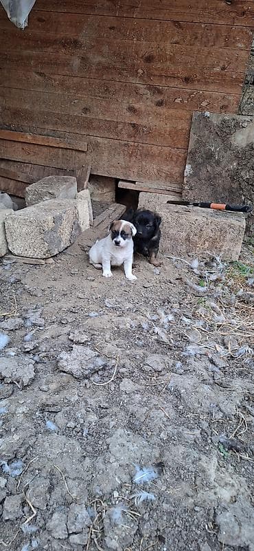 en ucuz itler: Zvonok, 1 ay, Ünvandan götürmə — 2