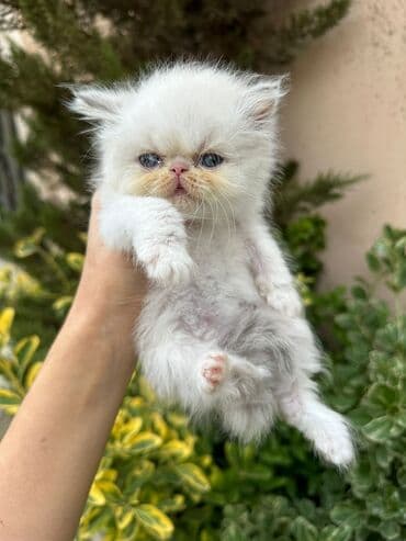 şotlan pişik: Şotland yastı qulaq, Erkək, Dişi, Yaxşı əllərə, Ünvandan götürmə, Pulsuz çatdırılma, Ödənişli çatdırılma — 104