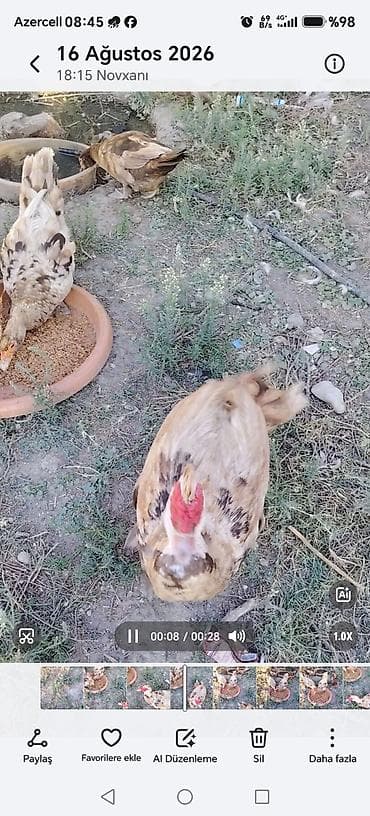 danisan qus: Məhsul: Ev quşları – ördəklər və toyuqlar Təsvir: - Foto və — 5