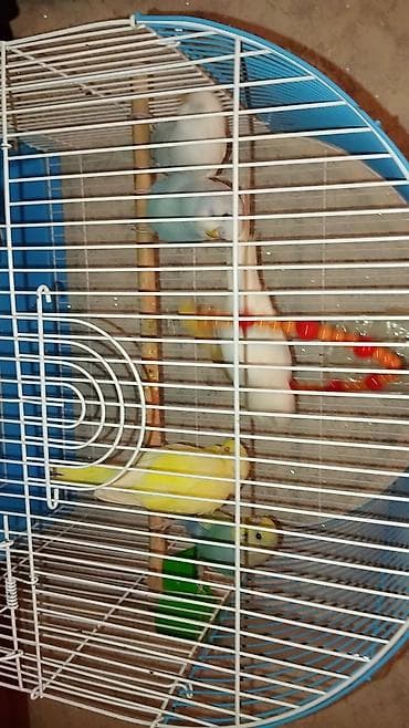 Daşıma çantaları: Məhsul: Sevda cücələri (nimfa/paraket – dalmatin, ağ, sarı-yaşıl və — 3