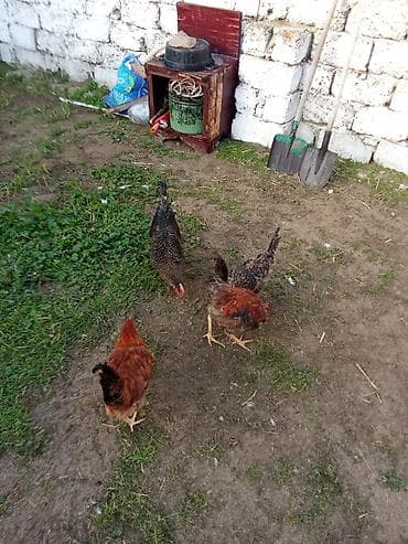 it ucun yem: Toyuq, Yumurtalıq — 2