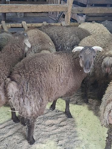 Птицы: Qoyunlar – ətlik-yunlu, quyruqlu tip Məhsul təsviri: - Şəkillərdə iri — 3