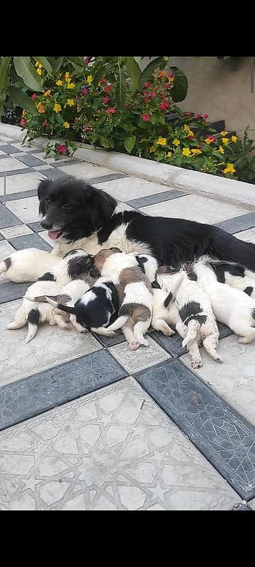 golden balası: Zvonok, 1 ay, Erkək, Ünvandan götürmə — 8