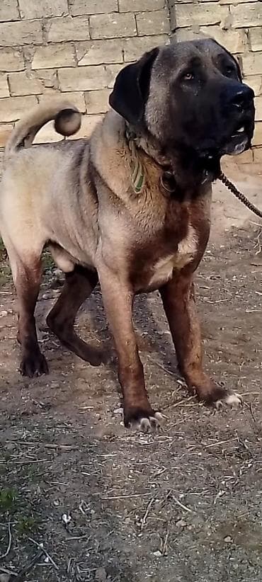 Kanqal, Erkek, Peyvəndli, Ödənişli çatdırılma