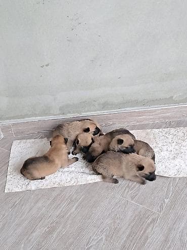 erkey danalar: Belçika çoban iti, 1 ay, Erkek, Peyvəndli, Ünvandan götürmə, Pulsuz çatdırılma — 3