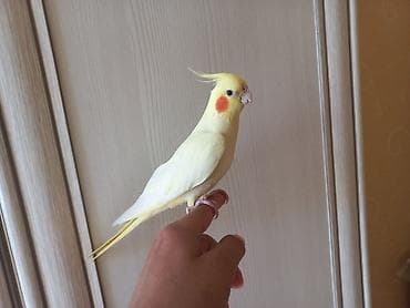 korella quş: Növ: Nimfa (Cockatiel), sarı/albino rəng çaları Xüsusiyyətlər: - Başda — 2