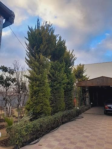 Çöl bitkiləri: Ağaclar — 4