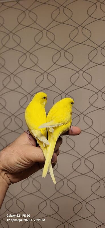 bengal pişiyi qiymeti: Tam sarıdırlar, bir ay yarımlıqdırlar. Ələ öyrəşdirmişəm. Ataları — 8