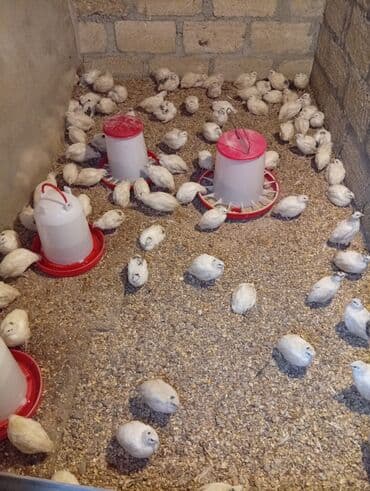 Bildirçin cücələri, Damazlıq, Pulsuz çatdırılma lalafo.az -da Bildirçin cücələri, Damazlıq, Pulsuz çatdırılma