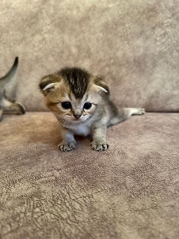 sinsila pisik: Şotland — 3