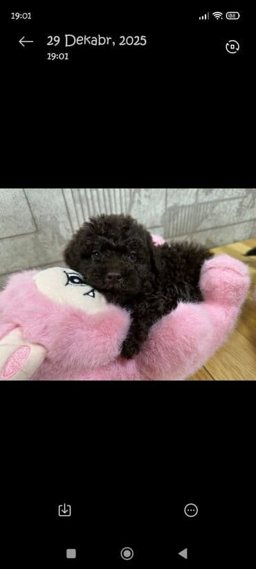 pudel it satisi: Pudel, 2 ay, Erkek — 6