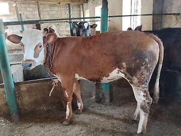 simmental inək cinsi: Dana, buzov, Dişi, Simental, ay: 11, 120 kq, Damazlıq, Ünvandan götürmə — 2