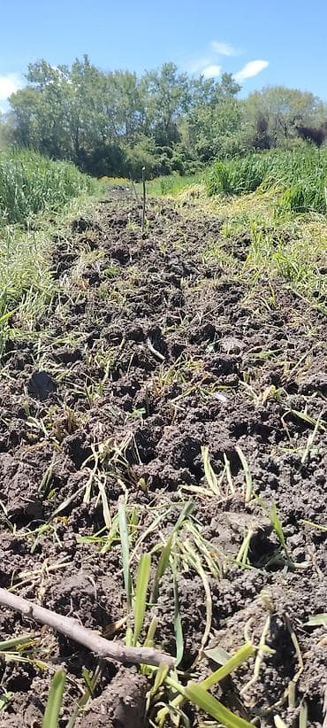 ucuz taxta: Məhsul: Meyvə bağı (intensiv tipli) Təsvir: - Çoxillik meyvə ağacları — 8