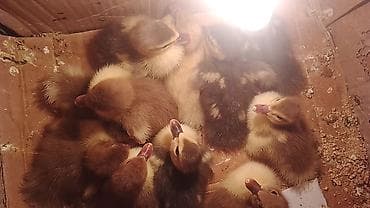 Krasnadar .Macar lavanda ördek balasi