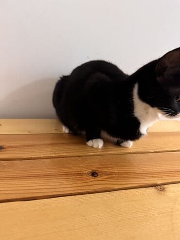 тап аз кошки: Самка, В добрые руки — 10