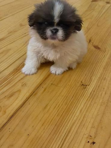 bala it sekilleri: Pekines, 2 ay, Peyvəndli, Ünvandan götürmə, Pulsuz çatdırılma, Ödənişli çatdırılma — 2