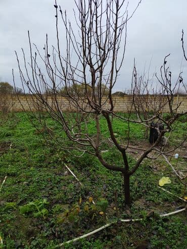 6 mkr da kiraye evler: 4 sot, Kupça (Çıxarış) — 2