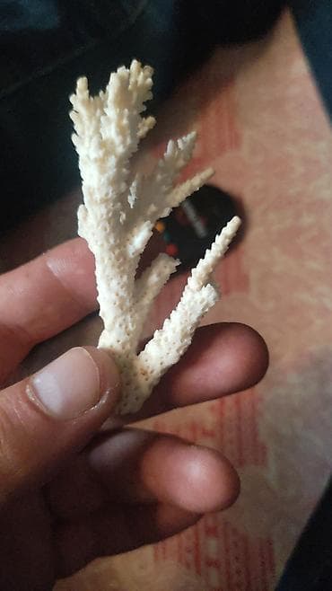 dekor soba: Dəniz qabıqları və korallardan ibarət dekorativ kolleksiya Məhsul — 2
