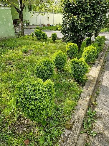 rozmarin bitkisi: Buxus (şimşir) dekorativ kolları – formal heykəllər və canlı hasarlar — 5
