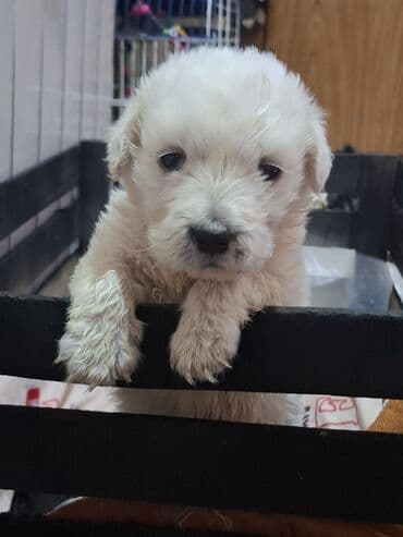 1 ay, Erkek, Ünvandan götürmə