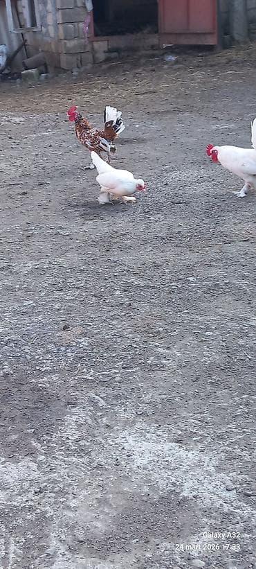 samuyan dermani: Toyuq, Damazlıq — 10