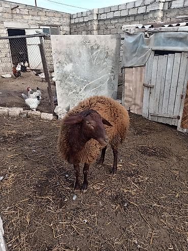 Птицы: Другие животные — 3