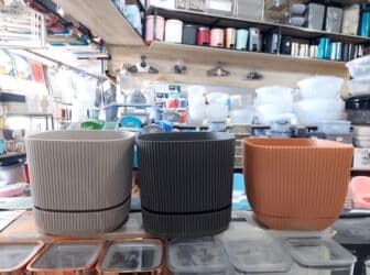 kaybolan yıllar 50: Dibcek Dibcek qabi yumru aq rengli gul.qabi yumru aq rengli dibcek — 13