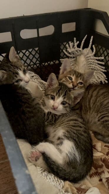 мейн кун купить в баку: Benqal, Yaxşı əllərə, Ünvandan götürmə — 1