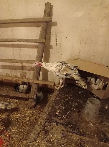 Tam sağlam ve mayalı erkek hünduşqalar satılır 3-aylıqdılar.3-kiloya