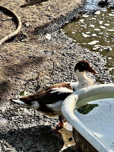 qarabağ atı qiyməti: 🦆 🦢 ördək və qaz satılır! ✅ tam sağlam, ev şəraitində bəslənmiş — 8