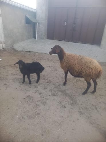 Gəmiricilər: Qoyun və quzu dəsti Qoyun yerli qala cinsi sudlu qoyundu bir — 2