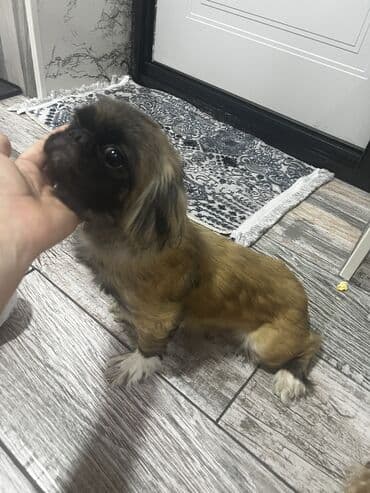 переноска для животных: Пекинес, 1 месяц, Самка, С прививками, Самовывоз — 2