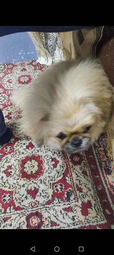 it satisi gence: Salam 6 ayı tamam olmayıb dil bilir peyvendler olunub erkekdi. Ünvan — 4