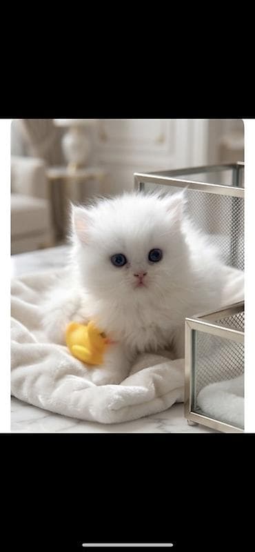 Pişiklər: Fars, Erkək — 6