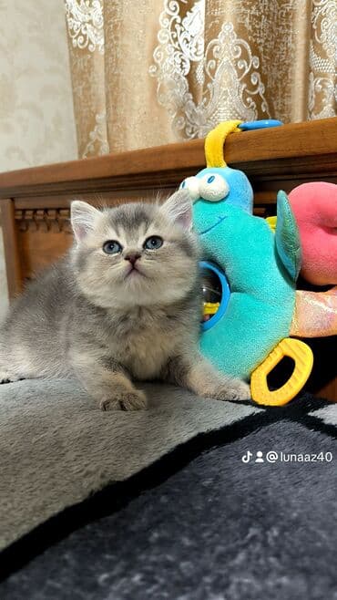 взять бесплатно котёнка: Самец — 4