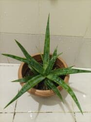 Уличные растения: Aloe vera — 4