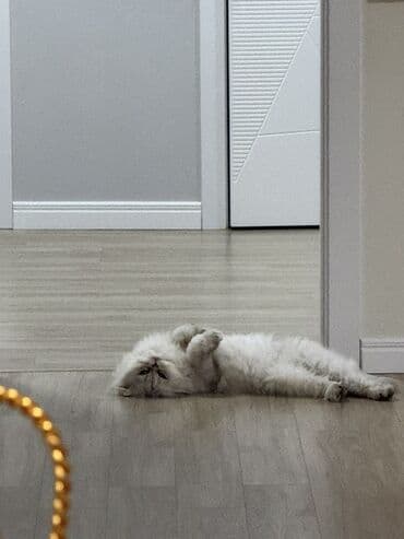 британская кошка купить: Британская, Самец, В добрые руки — 2