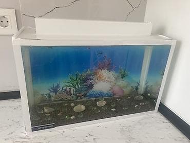 akvariyum: Dördbucaq akvarium, Balıqlarla birlikdə, 20 l, Ünvandan götürmə, Ödənişli çatdırılma — 1