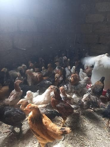 heyvan hekimi: Toyuq cücələri, Ətlik, Ödənişli çatdırılma — 2