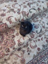 sarı pişik: Şotland yastı qulaq, Erkək — 1