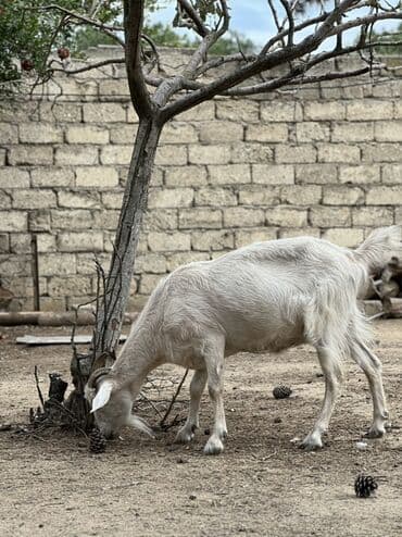 Dişi, il: 1, 30 kq, Südlük, Ünvandan götürmə