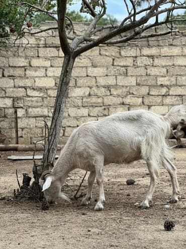 sort keci: Dişi, il: 1, 30 kq, Südlük, Ünvandan götürmə — 1