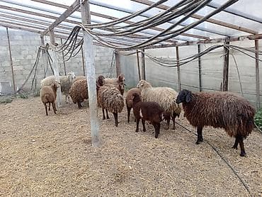 cau cau iti: Dişi, Qala, il: 1, 50 kq, Damazlıq, Ünvandan götürmə — 1