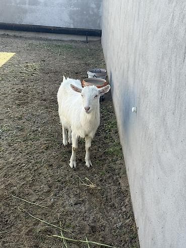 diş ağardıcı qelem: Dişi, il: 1, Damazlıq, Ünvandan götürmə — 6