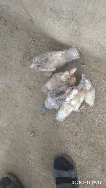 ördək balası satışı: Məhsul: Ördək balaları (6 ədəd) Təsvir: - Şəkillərdə müxtəlif rəng — 2