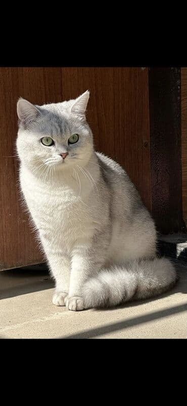 pişik şəkiləri: Şotland yastı qulaq — 10