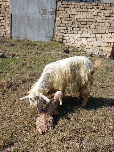 Atlar: Teze doğmuş keçidi,balasi erkey ele indi dogubdur 260 azn.Unvan — 2