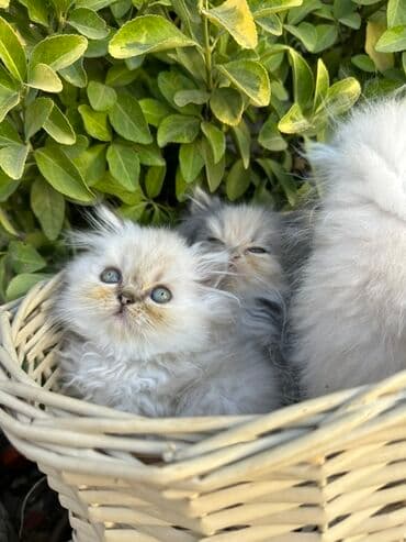 золотая шиншилла котенок: Fars — 13